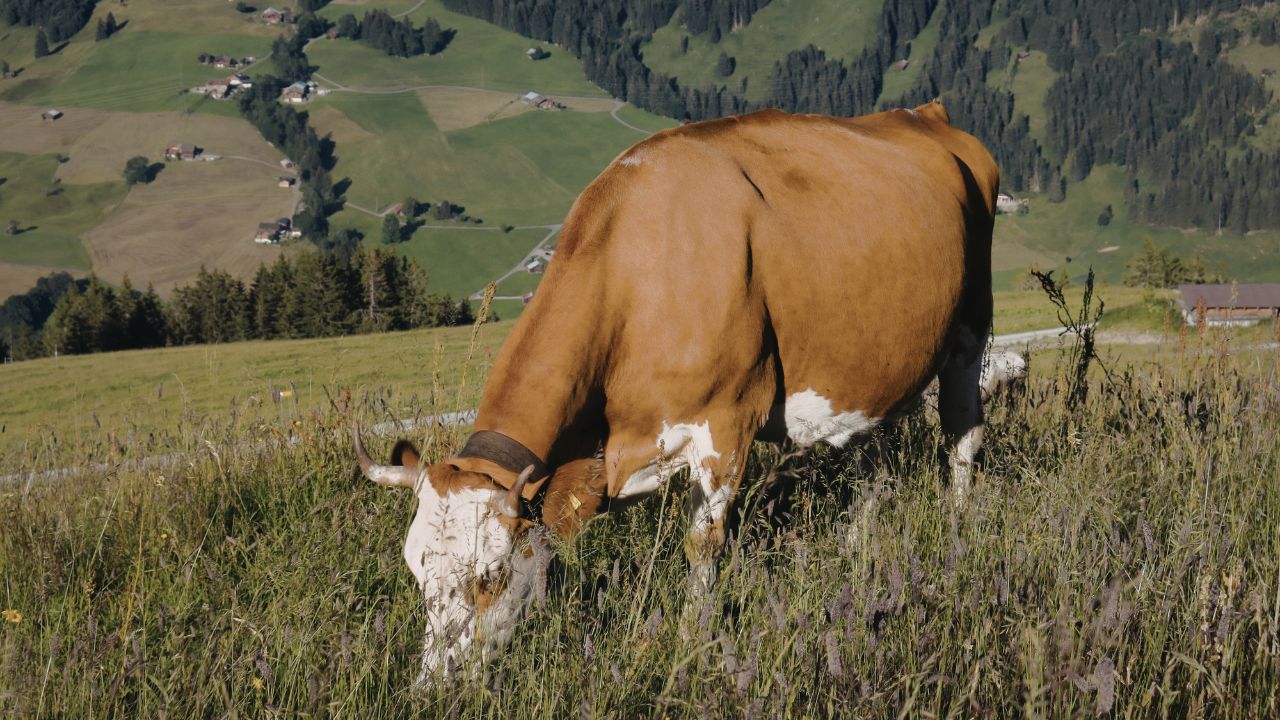 Napier Grass Not Useless Its Increasing Milk Production And Has Become Boon Animals