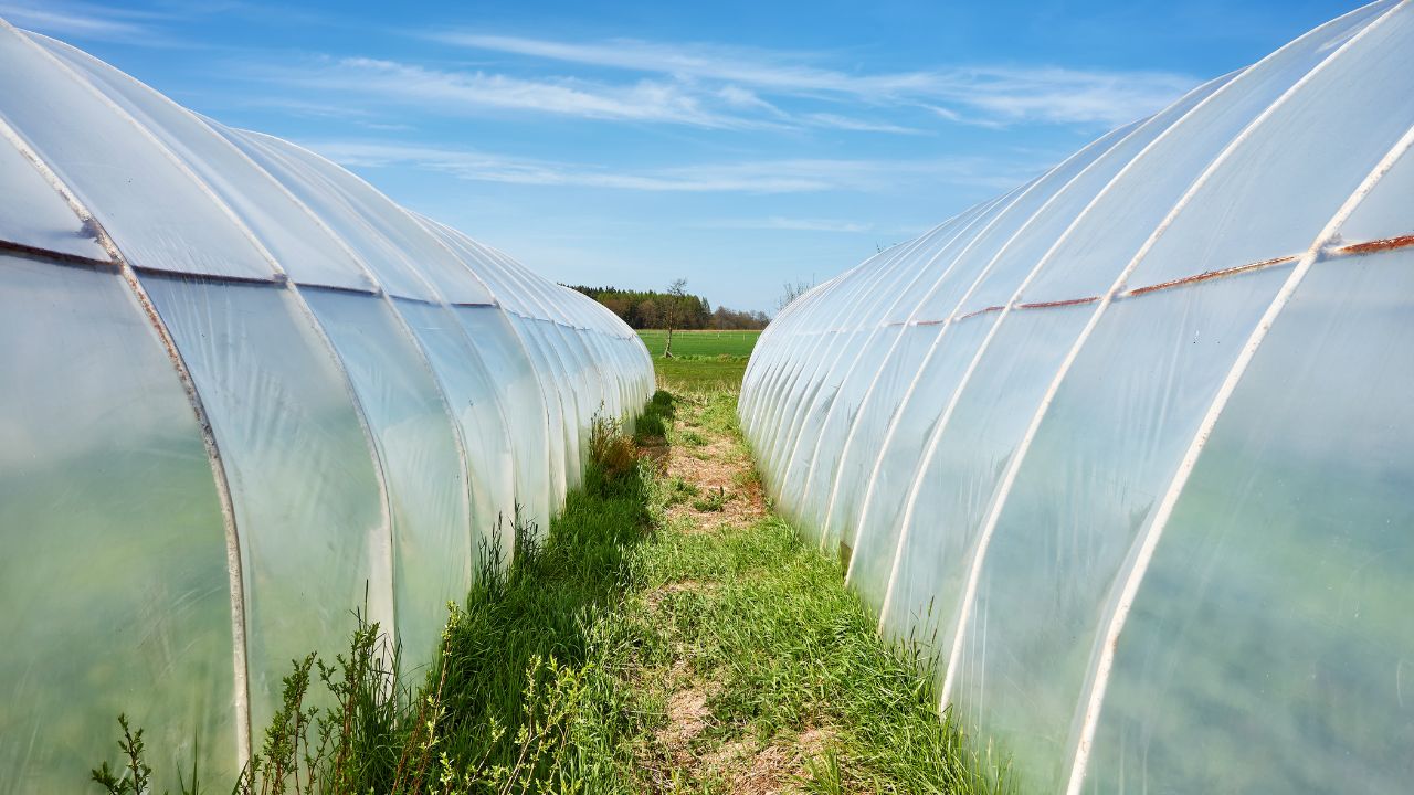 Poly House Shield Vegetables Winter Proper Management Save Crop And Increase Production