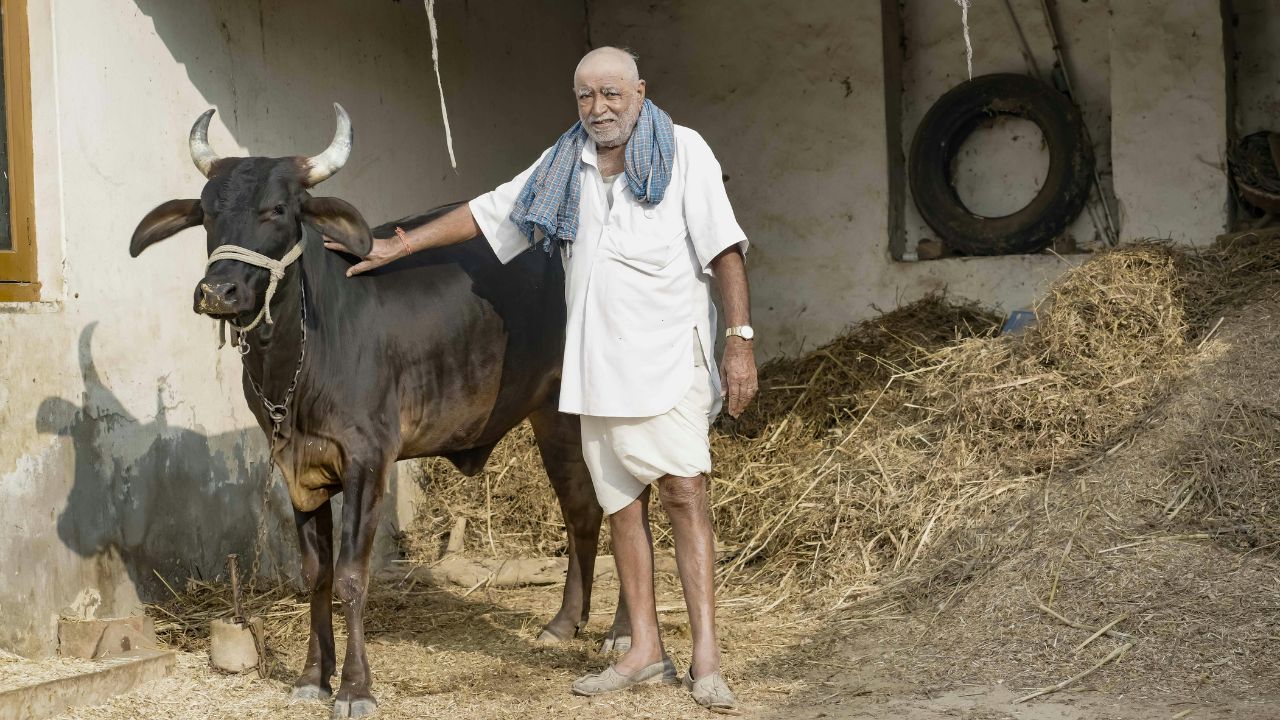 गाय-भैंस के ब्याने बाद की ये गलती पड़ सकती है भारी, सही खानपान से मिलेगा ज्यादा और बेहतर दूध