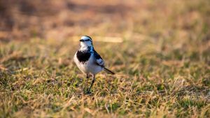 Amazing Birds: क्या आप जानते हैं इस अनोखे पक्षी का नाम, पूरी जिंदगी कभी किसी पेड़ पर नहीं बैठता Amazing Birds: क्या आप जानते हैं इस अनोखे पक्षी का नाम, पूरी जिंदगी कभी किसी पेड़ पर नहीं बैठता
