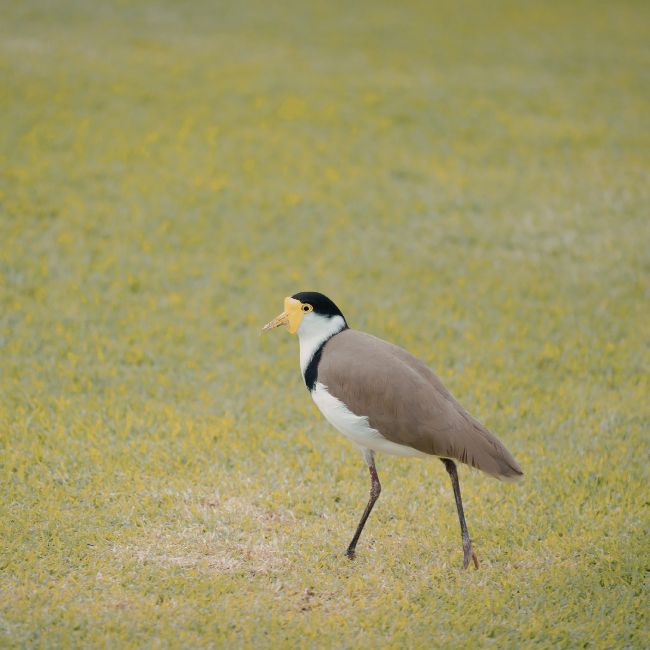 Lapwing Bird, Nature Facts, Rare Bird Species, Wildlife India, Amazing Bird Habits