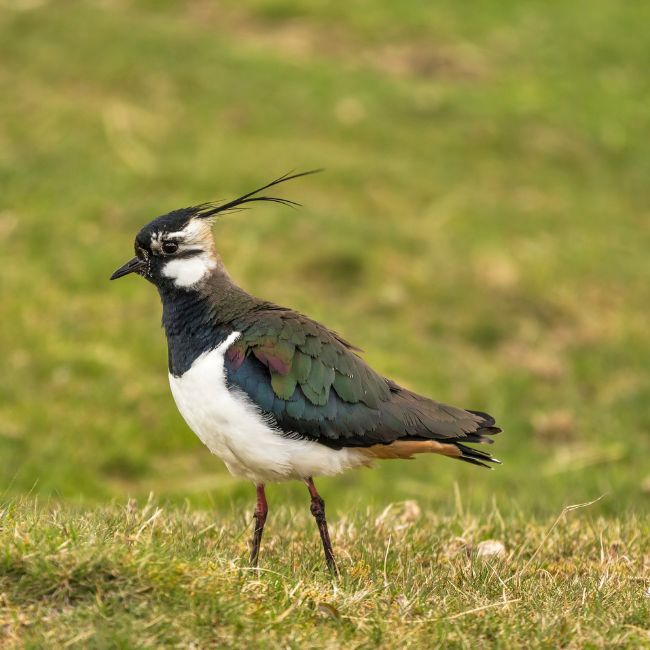 Red wattled Lapwing, Ground-nesting birds, Lapwing Bird, Nature Facts, Rare Bird Species