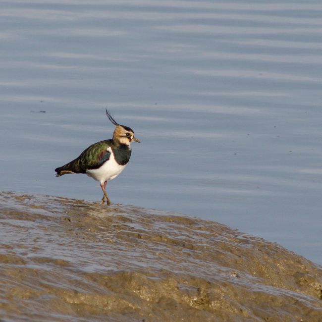 Red wattled Lapwing, Ground-nesting birds, Lapwing Bird, Nature Facts, Rare Bird Species