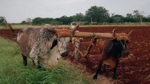 राजस्थान के किसानों की चमकेगी किस्मत, प्राकृतिक खेती करने पर सरकार देगी 2.50 लाख किसानों को 4000 रुपये