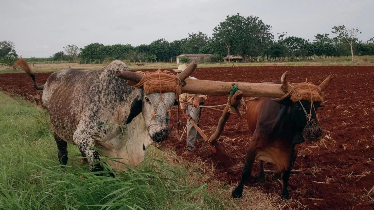 Rajasthan Farmers In Luck As Government Reward 4000 Rupees For Practicing Natural Farming