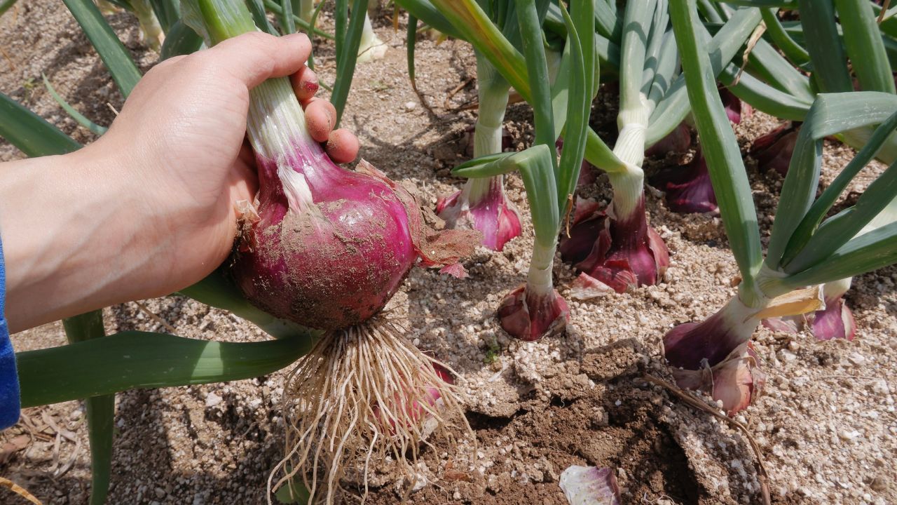 Whether It Field Or Garden Adopting This Method While Planting Onion Seeds Result In Strong Yield