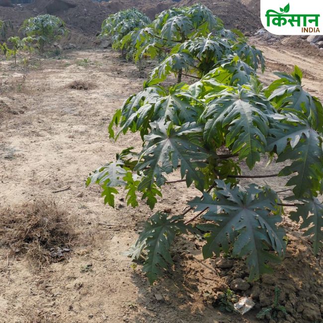 Papaya Farming, Government Scheme, Horticulture Mission, Farmer Subsidy, High Income Crops