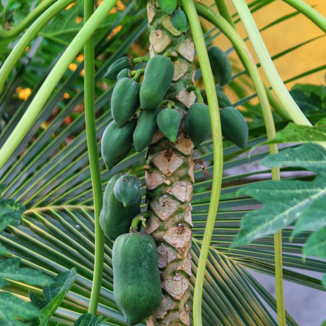 Papaya Farming, Government Scheme, Horticulture Mission, Farmer Subsidy, High Income Crops