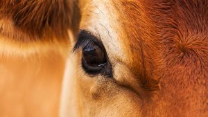 Tip Of The Day: गायों की आंखों में संक्रमण का खतरा.. समय पर इलाज न हुआ तो जा सकती है रोशनी, ऐसे करें बचाव