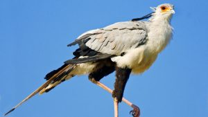 Amazing Birds : इंसानों जितना लंबा कद..सांपों का काल बना सेक्रेटरी बर्ड, जानिए क्यों कहलाता है किलर क्वीन पक्षी Amazing Birds : इंसानों जितना लंबा कद..सांपों का काल बना सेक्रेटरी बर्ड, जानिए क्यों कहलाता है किलर क्वीन पक्षी