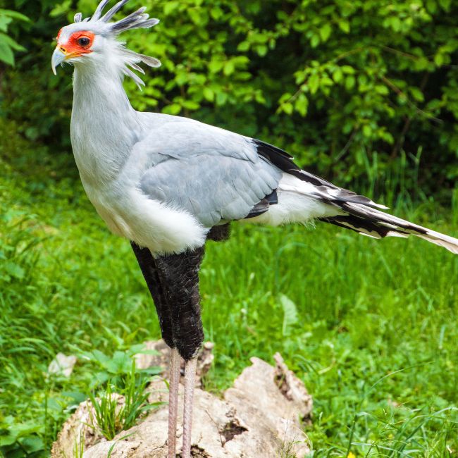 Secretary Bird, Killer Queen Bird, Birds of Africa, Snake Hunter, Wildlife Facts, Amazing Birds