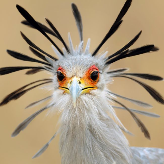 Secretary Bird, Killer Queen Bird, Birds of Africa, Snake Hunter, Wildlife Facts, Amazing Birds