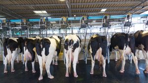 MP में दूध उत्पादन में सबसे आगे मुरैना, देश का तीसरा सबसे बड़ा दूध उत्पादक है मध्य प्रदेश