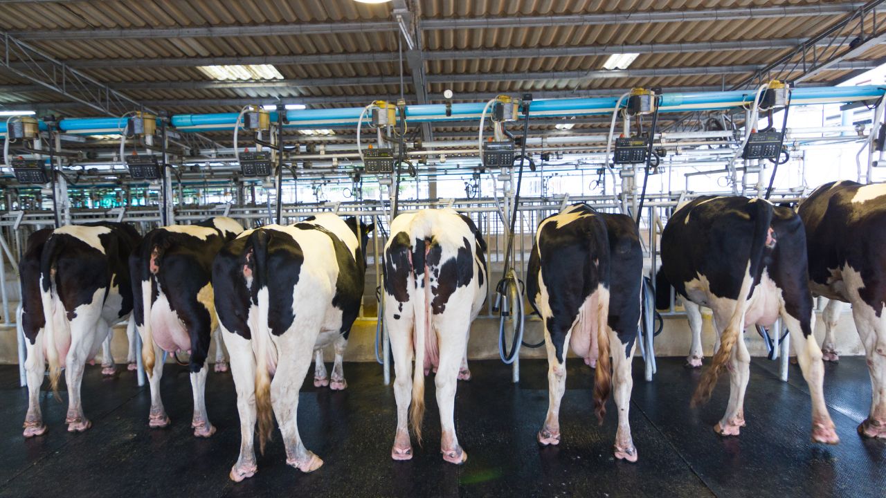 Morena Leads Milk Production Burhanpur Lags Behind Making This State Third Largest Milk Producer Country