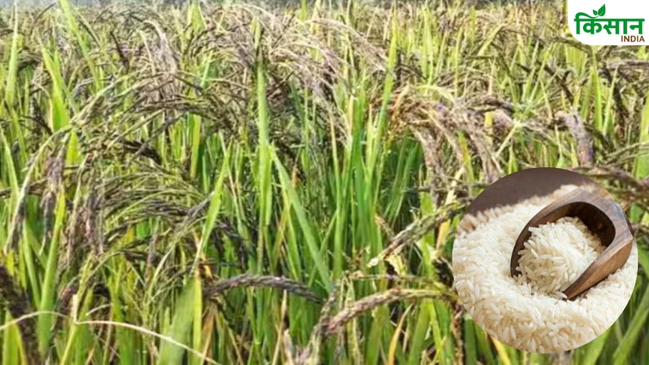 Mircha Dhan Champaran Mircha Paddy Global Sensation With Prices Tripling Two Years After Receiving Gi Tag