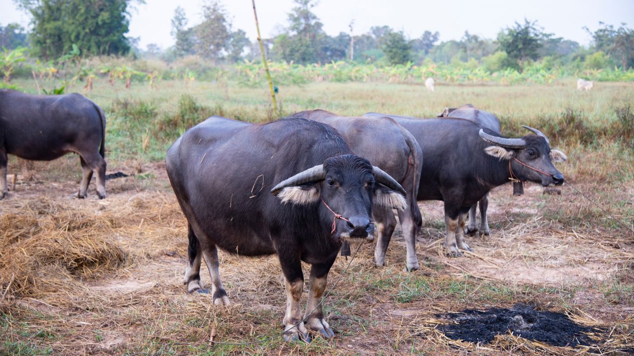 Along With Farming Animal Husbandry Source Of Income Earning Up 2 5 Lakh Rupees On Two Buffaloes In Bihar