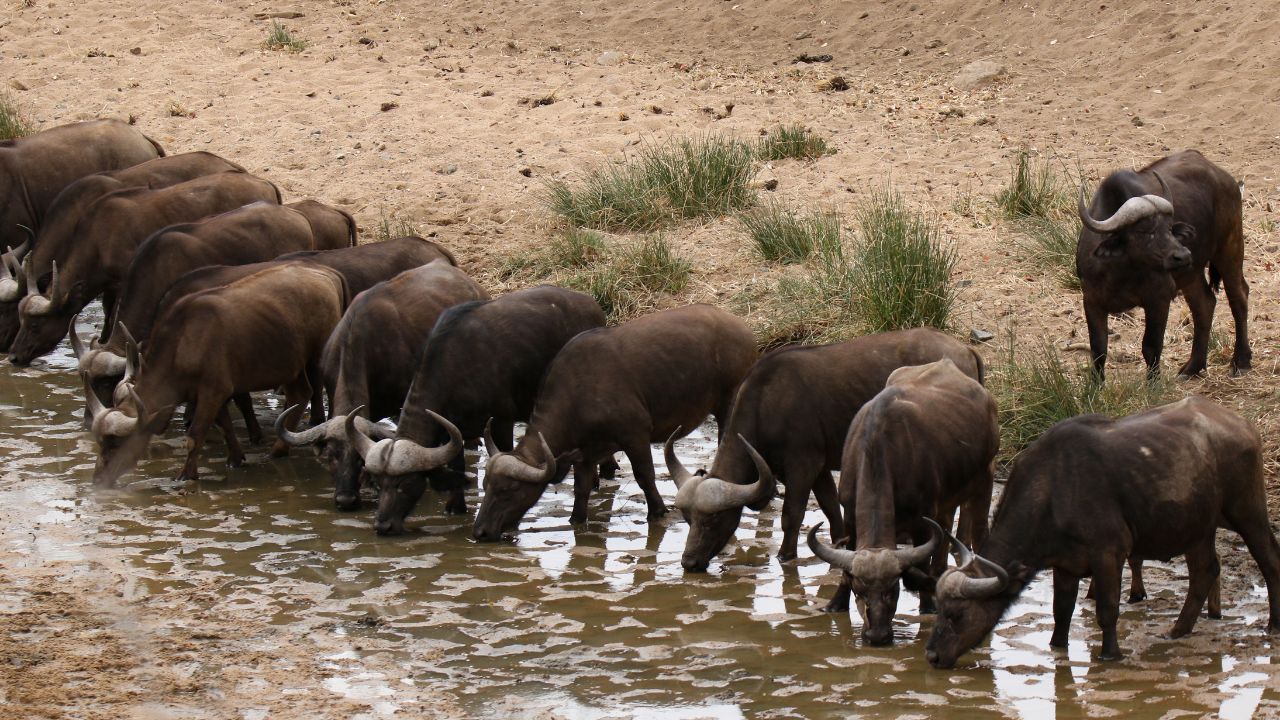 Foot And Mouth Disease Increased Tension Livestock Owners Baghpat Animals Are Ill Even After Vaccination