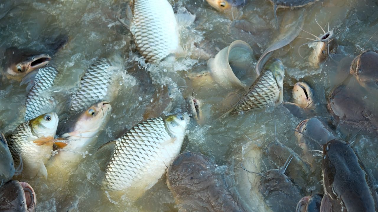 Beware Fish Farming During Winter Negligence Handling Water Can Cause Serious Damage