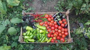 यूपी में सब्जी उगाने वालों की चांदी, सरकार दे रही प्रति हेक्टेयर 24 हजार रुपये की सीधी सब्सिडी