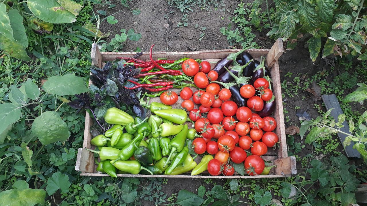 Vegetable Growers In Up Making Killing Government Providing A Direct Subsidy Rs 24000 Per Hectare