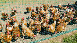 दूध, अंडा और मांस उत्पादन में बिहार की लंबी छलांग, कृषि रोड मैप से ऐसे बदली तस्वीर दूध, अंडा और मांस उत्पादन में बिहार की लंबी छलांग, कृषि रोड मैप से ऐसे बदली तस्वीर