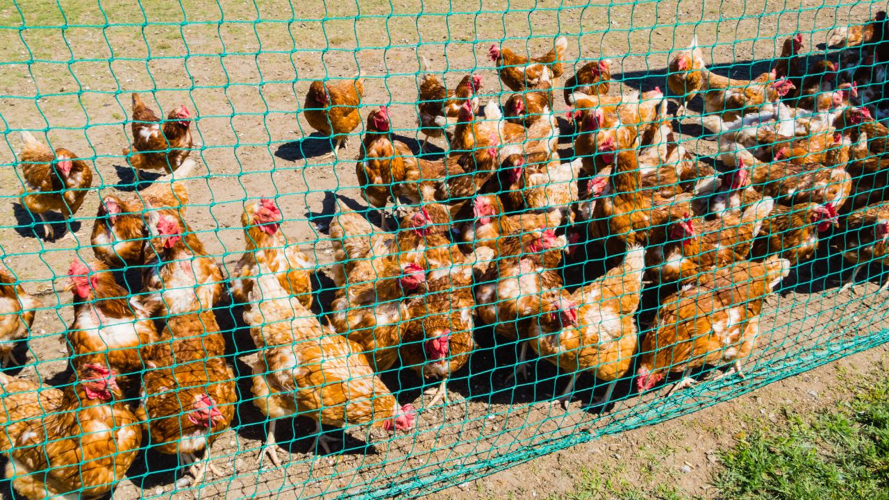 From Milk Eggs Bihar Breaks Records Animal Husbandry Becomes Strong Source Income Farmers