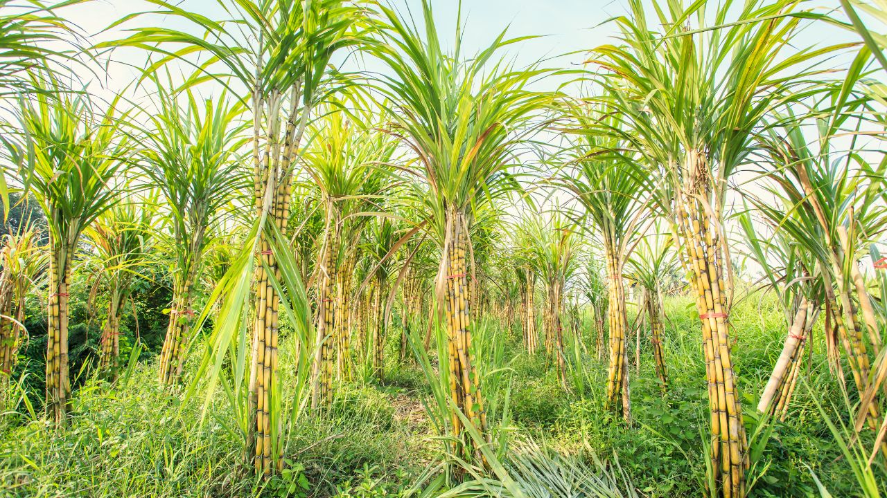 Bihar Sugarcane Scheme Farmers Are Luck Bihar Government Provide 50 Percent Direct Subsidy On Seeds