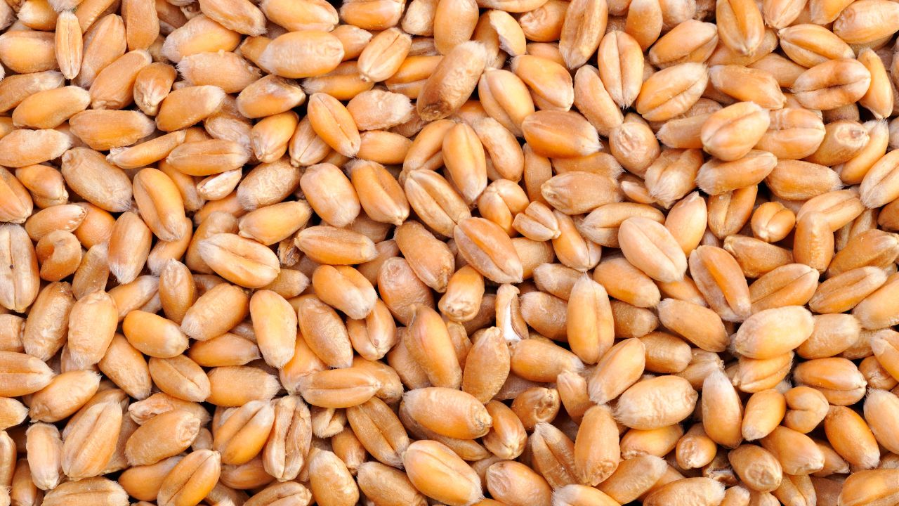 Msp Rs 2585 Announced Government Wheat Procurement Begin Rajasthan From March 10 Know Last Date Registration