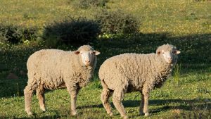 Sheep Farming: भेड़ पालन से किसान कम खर्च में बढ़ा सकते हैं आय, बस करना होगा ये काम