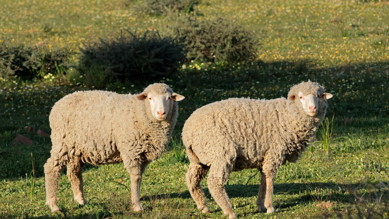 Sheep Farming Help Farmers Increase Their Income Low Cost Learn Easy Method And Its Benefits
