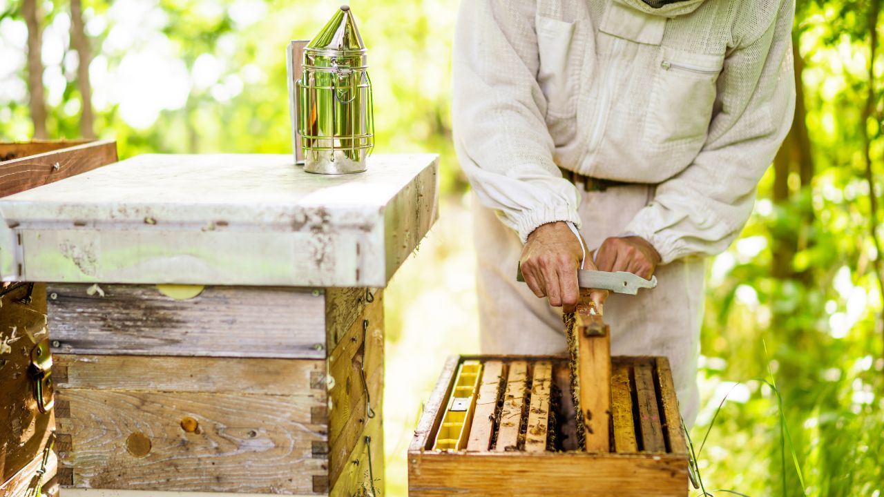 Opportunity Earn Big Profits With Little Money Government Providing Training And Subsidy Beekeeping