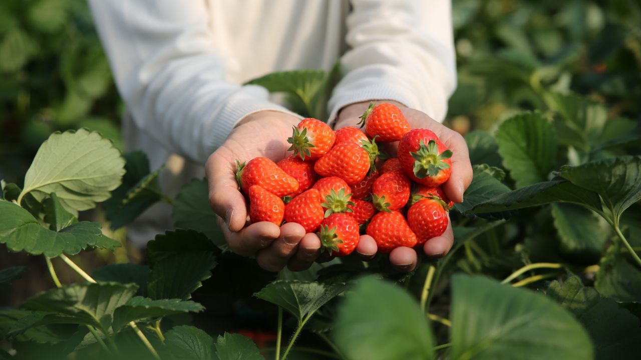 Adopt Indigenous Methods Strawberry Cultivation Cost Reduced And Farmers Become Rich Increasing Production