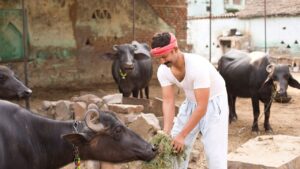 पांच साल में 66 हजार भैंसें घटीं, 21वीं पशुगणना ने दूध उत्पादन और ग्रामीण अर्थव्यवस्था पर चिंता बढ़ाई