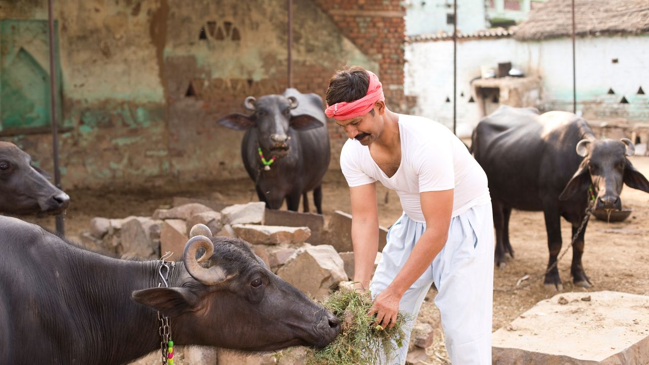 Buffaloes Declined By 66000 In Five Years 21st Livestock Census Raised Concerns About Milk Production And Rural Economy