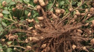 मूंगफली से चाहिए बंपर पैदावार? बुवाई के समय ये गलती बिल्कुल न करें किसान