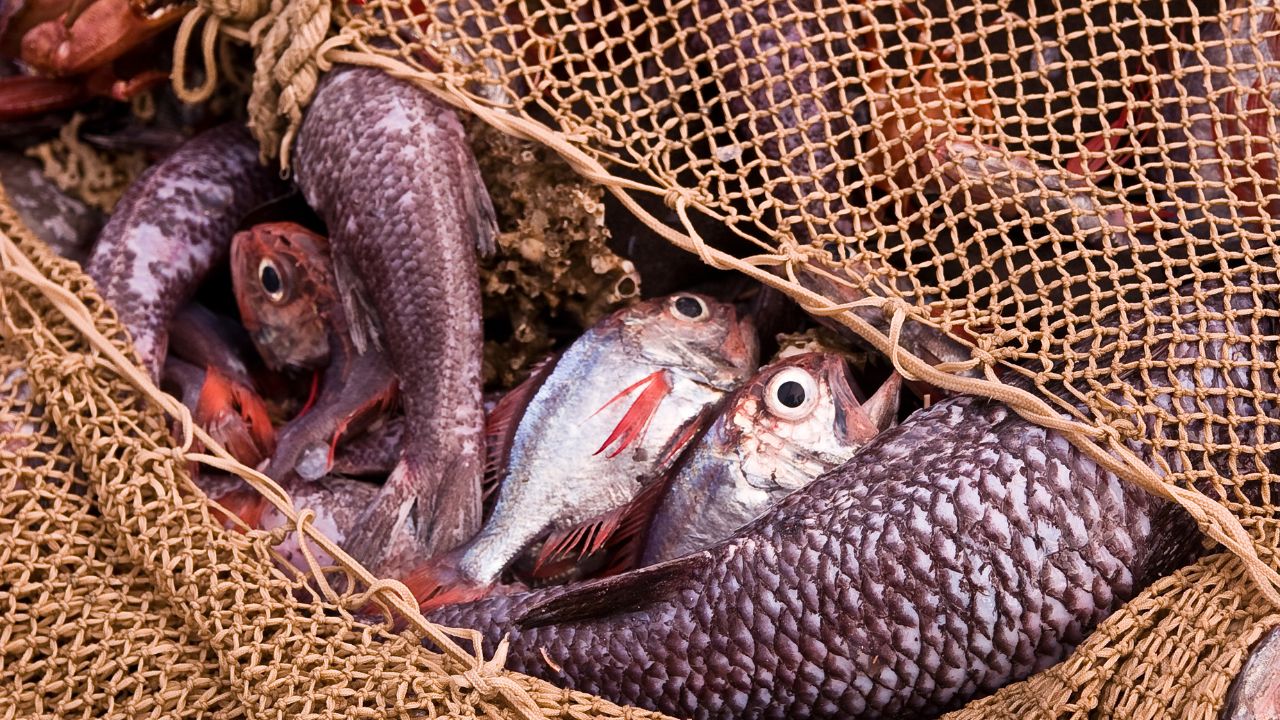 How Keep Fish Farming Safe Cold January Bihar Government Issued Important Guidelines