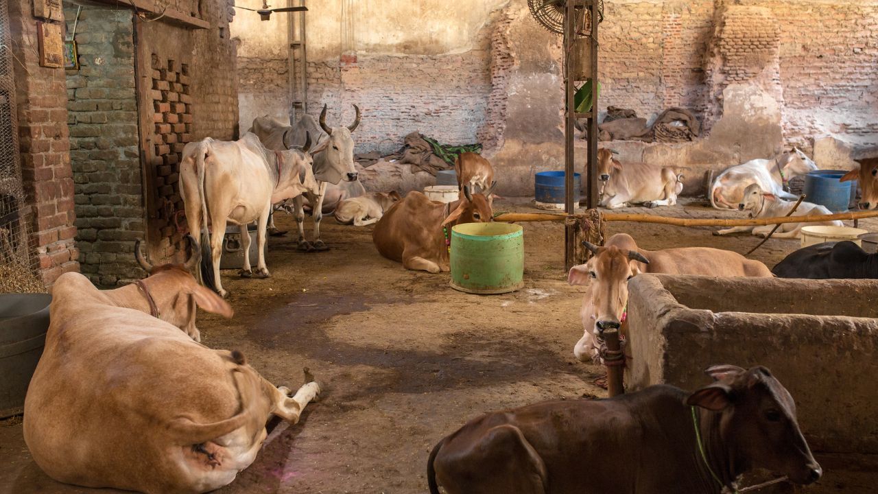 Madhya Pradesh Dongargaon Gaushala Built At 38 Lakh Where 80 Cows Live