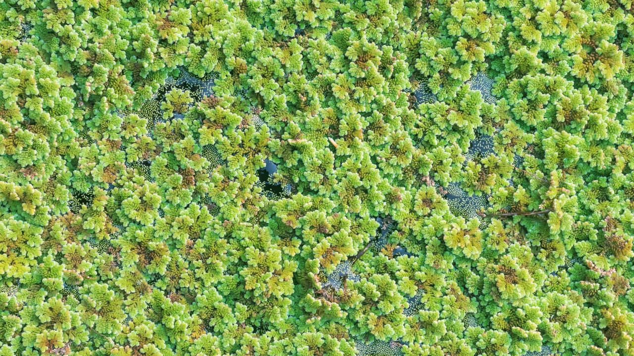 अब सस्ता चारा और ज्यादा फायदा! एजोला से बदलेगी पशुपालन की तस्वीर, जानें पूरा तरीका