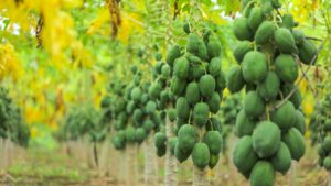 7-10 रुपये के निवेश में भारी मुनाफा, पपीते की नई किस्म से किसानों को मिल रहा सोने जैसा लाभ!