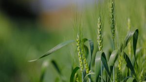 गेहूं की फसल दिख रही है पीली और कमजोर? दूसरी सिंचाई के बाद अपनाएं यह आसान उपाय