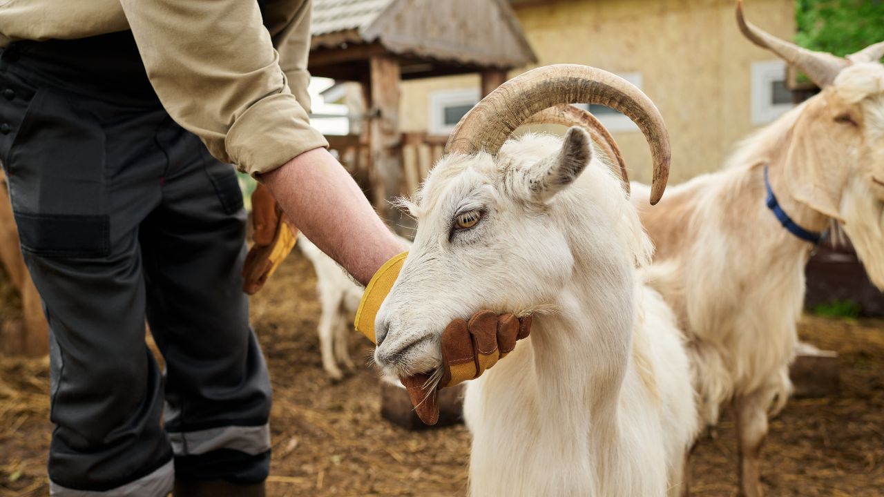 सर्दी में गाय-भैंस को बीमारियों से बचाएगा ये देसी लड्डू, घर पर बनाकर सर्दी भर खिलाएं