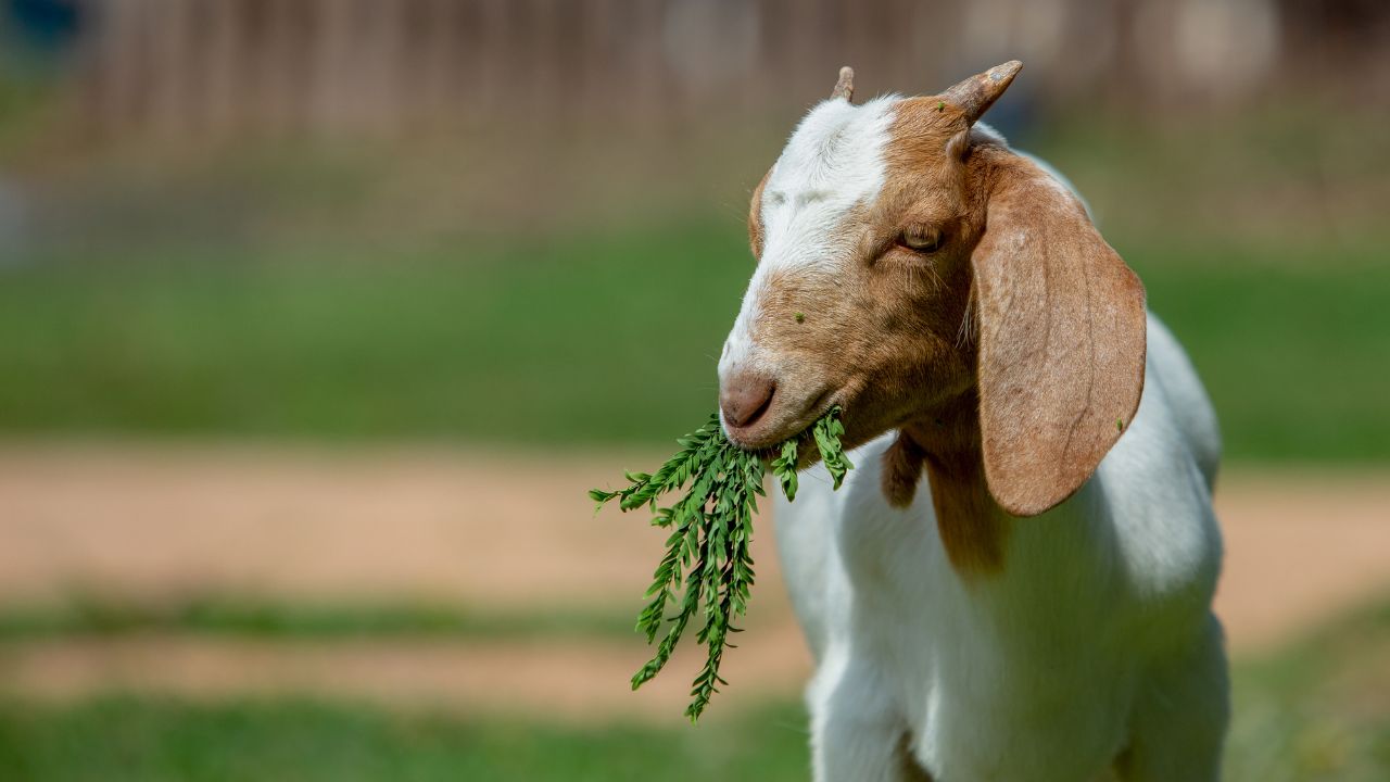 बकरी पालन में कम खर्च का बड़ा राज, अजोला चारा बढ़ाए दूध और सुधारे पशुओं की सेहत