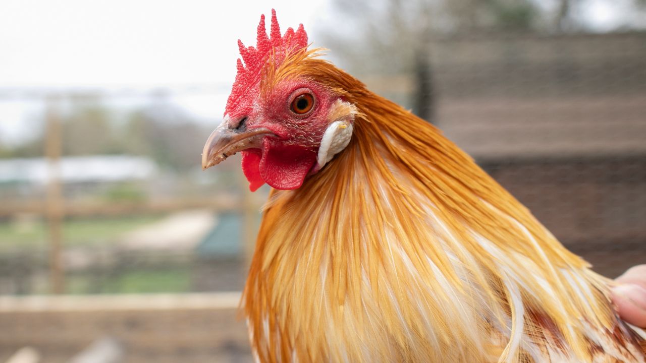 कम खर्च में लगातार कमाई का मौका, वनश्री मुर्गी पालन से किसानों को मिलेगा शानदार मुनाफा