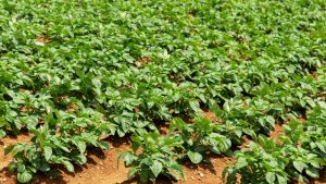 शीतलहर में आलू और पत्तेदार सब्जियों को बचाने के 3 आसान उपाय शीतलहर में आलू और पत्तेदार सब्जियों को बचाने के 3 आसान उपाय