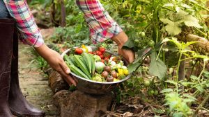 सब्जी लगाइए और आमदनी बढ़ाइए! बिहार सरकार दे रही 75% तक सब्सिडी, ऑनलाइन आवेदन शुरू