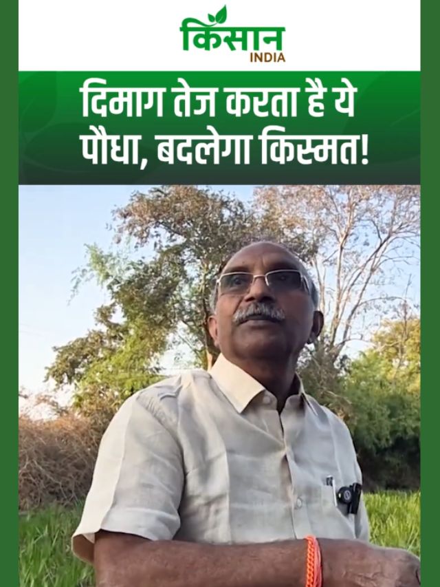 9 महीने में तैयार, किसानों को लखपति बनाएगी बच की खेती, दिमाग तेज करने में भी कारगर