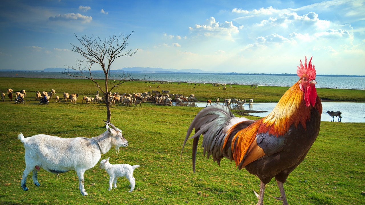 कोरोना के बाद पशुपालन बना युवाओं का सहारा, बकरी और मुर्गी फार्म से लाखों परिवार हुए आत्मनिर्भर