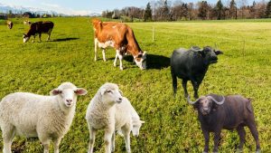 भेड़ों के गढ़ में भैंसों का बोलबाला.. करोड़ों में पहुंची संख्या, गधा और ऊंट से ज्यादा हुए ये पशु भेड़ों के गढ़ में भैंसों का बोलबाला.. करोड़ों में पहुंची संख्या, गधा और ऊंट से ज्यादा हुए ये पशु