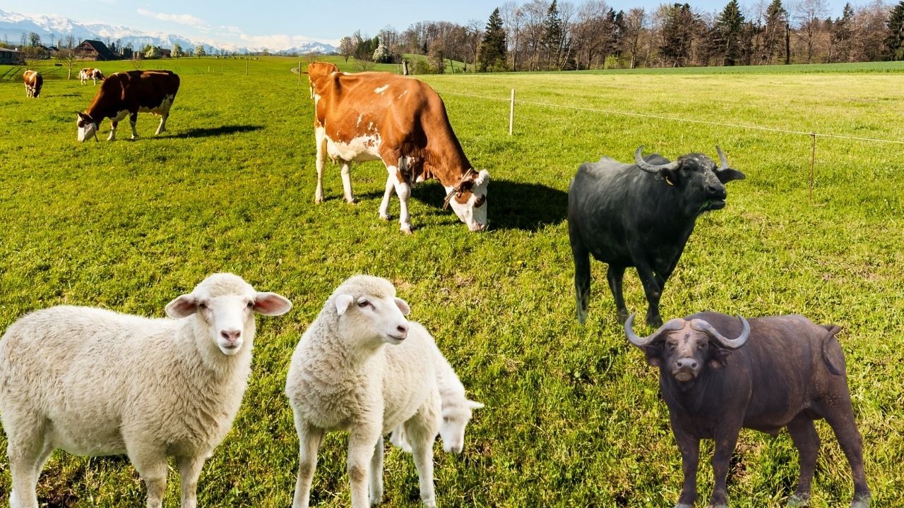 21st Livestock Census Begins In Rajasthan Goats Outnumber Sheep Last Census