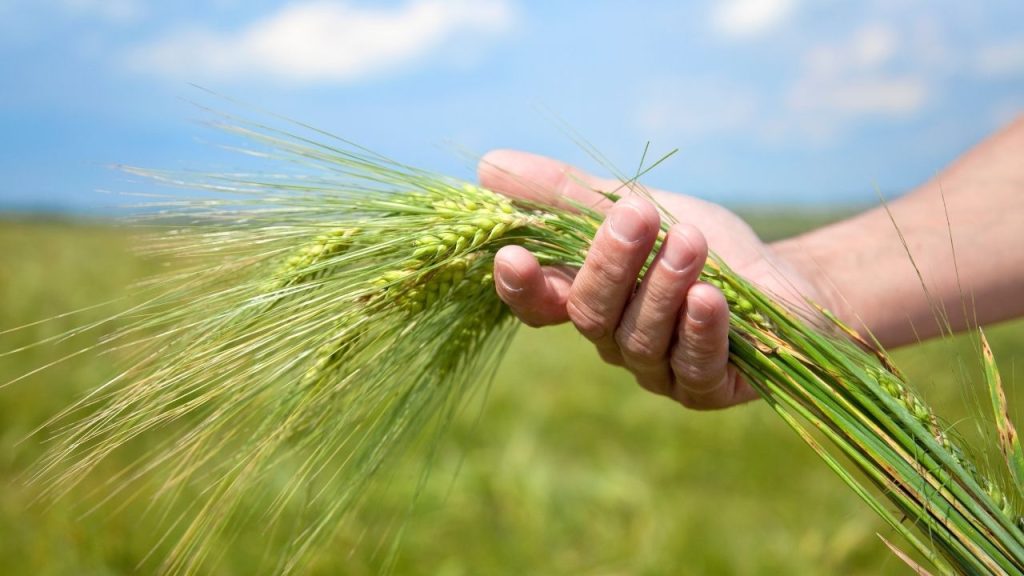दिसंबर और जनवरी में कड़ाके की ठंड न पड़ने और तापमान बढ़ने से गेहूं के दाने छोटे और हल्के रह सकते हैं, जिससे फसल की गुणवत्ता और कुल उत्पादन पर असर पड़ेगा.